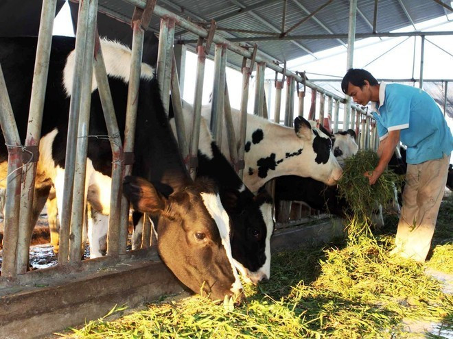 Nếu người chăn nuôi ồ ạt tái đàn, không kiểm soát tốt chi phí, giá thành sản xuất cao sẽ không còn lợi nhuận, thậm chí thua lỗ. (Ảnh: Vũ Sinh/TTXVN)