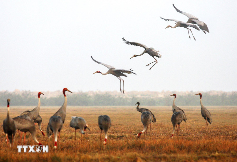 Vườn Quốc gia Tràm Chim từng thu hút nhiều sếu đầu đỏ về trú ngụ. (Nguồn ảnh: TTXVN phát)