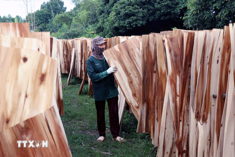 Hàng năm, ngành lâm nghiệp được giao chỉ tiêu khai thác khoảng 30 triệu m3 gỗ, để cung cấp cho ngành chế biến lâm sản. (Ảnh minh họa. Nguồn: TTXVN)