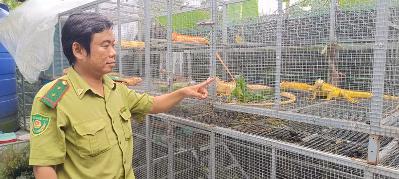 Cục Lâm nghiệp và Kiểm lâm phối hợp cùng các lực lượng kiểm tra cơ sở nuôi tại xã Thoại Sơn, tỉnh An Giang.