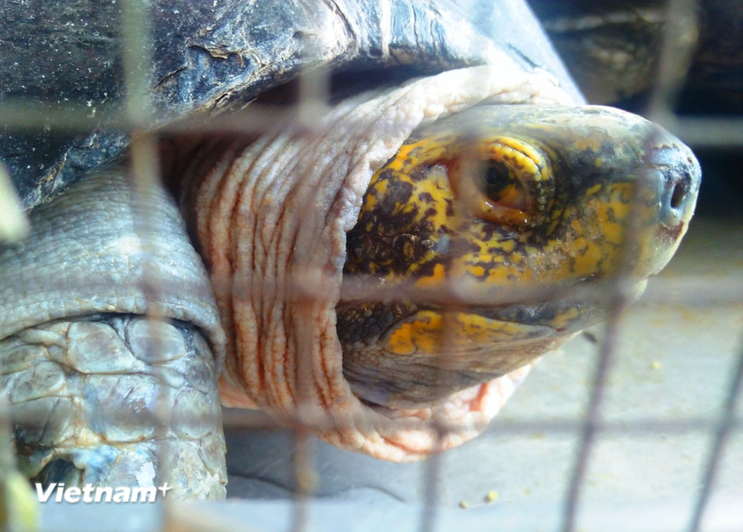 Một số loài là động vật hoang dã đã được thuần hóa gây nuôi, song cần quản lý hoạt động chăn nuôi để kiểm soát an toàn sinh học. (Ảnh: Hùng Võ/Vietnam+)