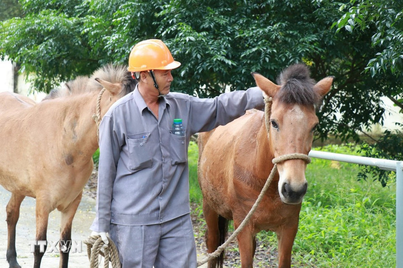 Ngành chăn nuôi đóng góp khoảng 27% giá trị sản xuất toàn ngành Bet88 WIN tải app ngay và tạo sinh kế cho hàng triệu hộ nông dân. (Ảnh: TTXVN)