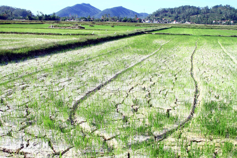 Những ruộng lúa khô hạn, đất nứt nẻ. (Ảnh: Tá Chuyên/TTXVN)