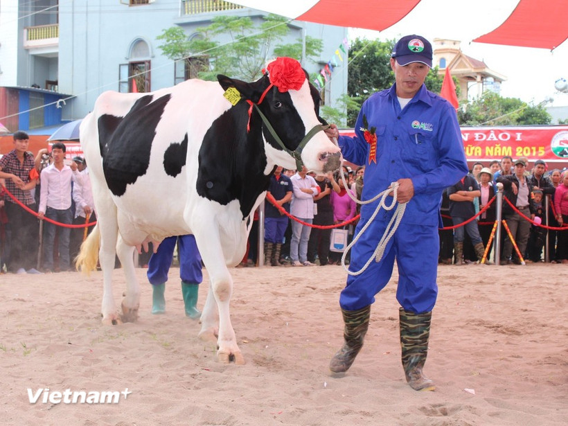 Ngành công nghiệp sữa phát triển đúng nghĩa phải có ngành chăn nuôi bò và gia súc đủ mạnh cho sữa phát triển. (Ảnh: Hùng Võ/Vietnam+)