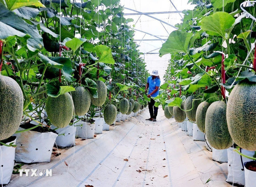 Mô hình trồng dưa lưới theo công nghệ cao tại xã Mỹ Sơn, huyện Ninh Sơn. (Ảnh: TTXVN phát)
