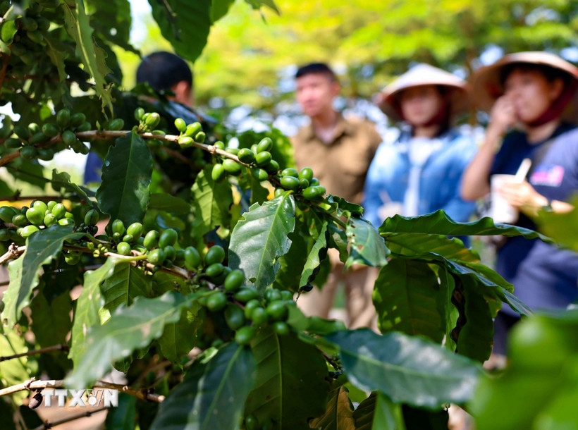 (Ảnh minh họa. Nguồn: TTXVN)