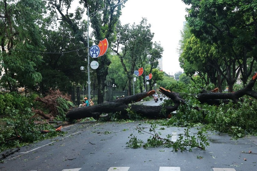 Cây to đổ chắn ngang phố Ngô Quyền, Hà Nội trong năm 2024. (Ảnh: Hoàng Hiếu/TTXVN)