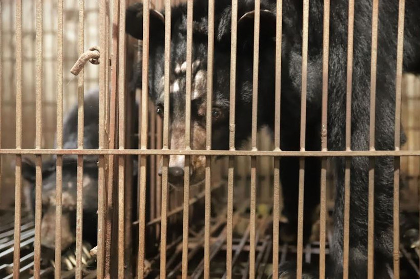 Cứu hộ thành công hai cá thể gấu ngựa tại tỉnh Yên Bái.