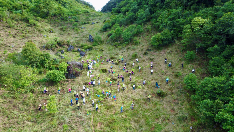 Chống sạt lở, phát triển “ngân hàng carbon”: Cần giải quyết “rừng trên giấy” 