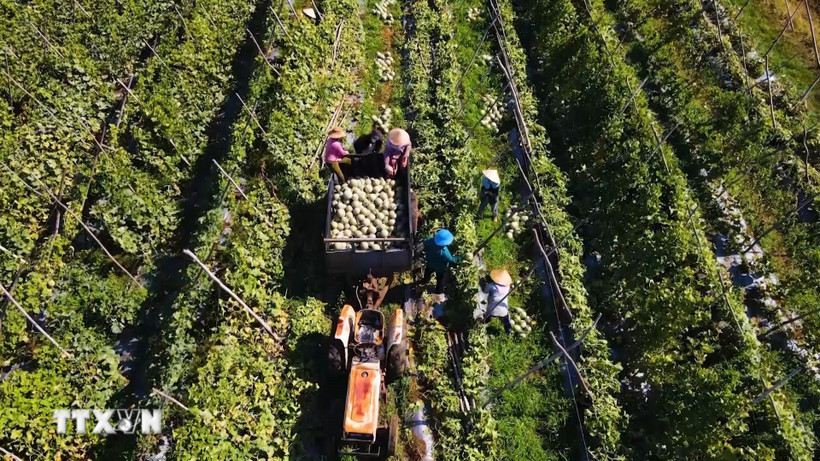 Tập trung vào công nghiệp chế biến sâu, logistics lạnh, thương mại điện tử và tiêu chuẩn hóa vùng nguyên liệu. (Ảnh minh họa. Nguồn: TTXVN)