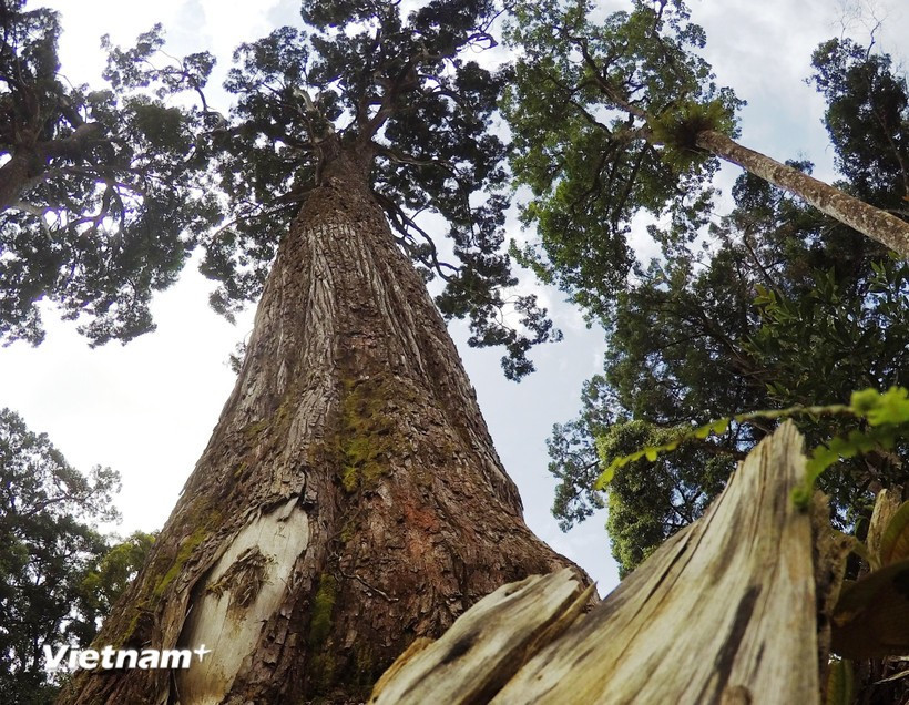 Quản lý rừng và cấp chứng chỉ rừng bền vững. (Ảnh: Hùng Võ/Vietnam+)