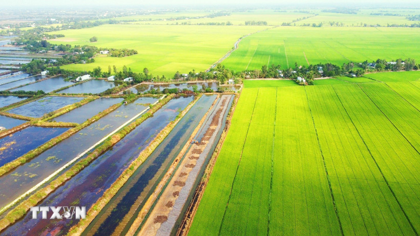 Điều tiết nước ngọt cho vùng sản xuất lúa, điều tiết nước mặn cho vùng lúa tôm tại tỉnh Bạc Liêu. (Ảnh: TTXVN phát)