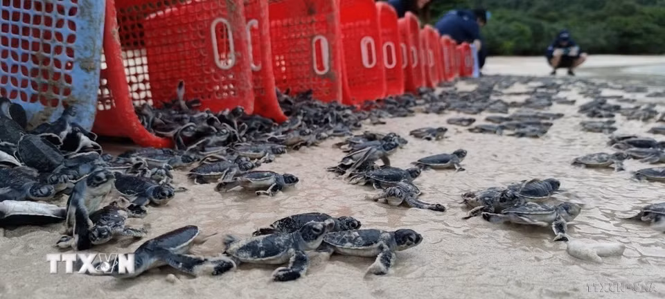 Tình nguyện viên của chương trình phối hợp giữa Tổ chức IUCN và Vườn Quốc gia Côn Đảo cùng lực lượng Kiểm Lâm tại Hòn Bảy Cạnh thả rùa con về biển tại Bãi Cát Lớn-Hòn Bảy Cạnh. (Ảnh: TTXVN phát)