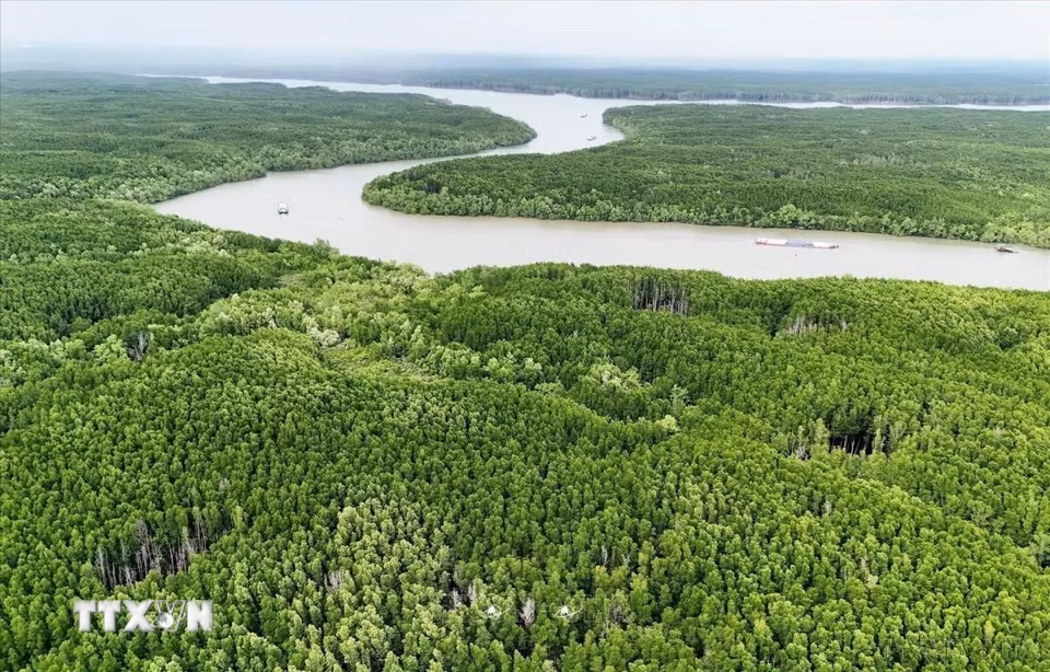 Rừng ngập mặn Cần Giờ là Khu Dự trữ sinh quyển đầu tiên của Việt Nam được UNESCO công nhận vào năm 2000. Đây được coi là “lá phổi xanh” của Thành phố Hồ Chí Minh và các vùng lân cận, góp phần điều hòa không khí, bảo vệ môi trường sống của người dân. khôi phục giúp ngăn chặn tình trạng xâm thực, sạt lở và phục hồi hệ sinh thái, bảo tồn đa dạng sinh học. (Ảnh: Hồng Đạt/TTXVN)