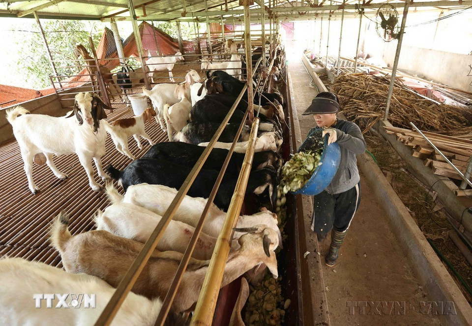 Hà Nội phấn đấu có ít nhất 8 huyện đạt chuẩn Nông thôn mới nâng cao vào năm 2025. Trong ảnh: Chăm sóc dê thương phẩm ở hộ nông dân Nguyễn Anh Tuấn, Hợp tác xã nông nghiệp Khánh Phong, xã Tiến Thịnh, huyện Mê Linh (Hà Nội). (Ảnh: Vũ Sinh/TTXVN)