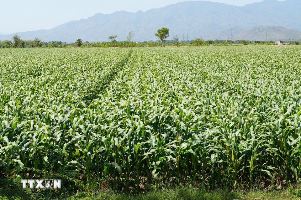 Nguồn nước từ đập Nha Trinh cung cấp tưới tiêu, góp phần giúp những cánh đồng ngô tại phường Đô Vinh (tỉnh Khánh Hòa) phát triển xanh tốt. (Ảnh: Nguyễn Thành/TTXVN)