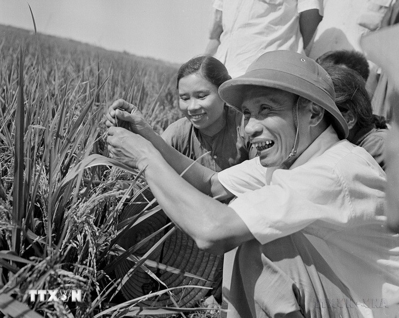 Thủ tướng Phạm Văn Đồng thăm cánh đồng lúa năng suất cao của nông dân xã Hải An, huyện Hải Châu, tỉnh Nam Hà, tháng 6/1969. (Ảnh: Đức Như/TTXVN)