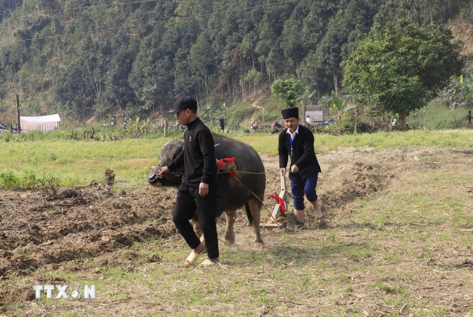 Chủ tịch UBND xã Phong Dụ Thượng Lương Văn Thu thực hiện những đường cày đầu tiên mở đầu cho mùa sản xuất mới. (Ảnh: Đinh Thùy/TTXVN)