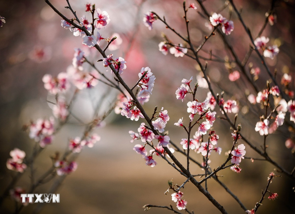 Những bông hoa anh đào khoe sắc trong nắng chiều. (Ảnh: Xuân Tư/TTXVN)
