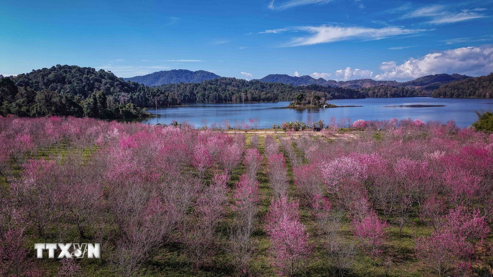 Hàng nghìn cây anh đào đồng loạt nở rộ trên đảo hoa giữa hồ Pá Khoang, tạo nên thảm hồng nổi bật giữa không gian sóng nước và núi rừng Mường Phăng. (Ảnh: Xuân Tư/TTXVN)