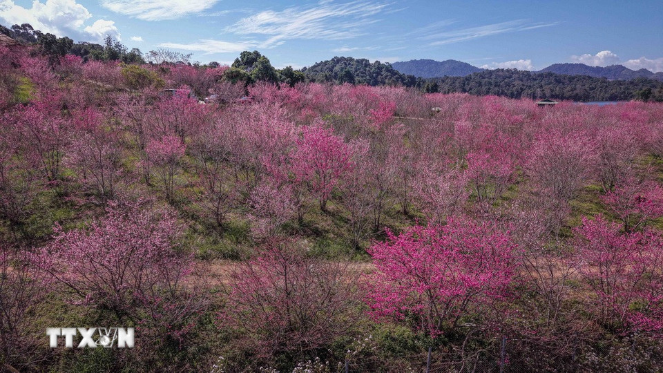 Mùa hoa anh đào trên đảo hoa mang đến diện mạo mới cho du lịch xã Mường Phăng, tỉnh Điện Biên. (Ảnh: Xuân Tư/TTXVN)