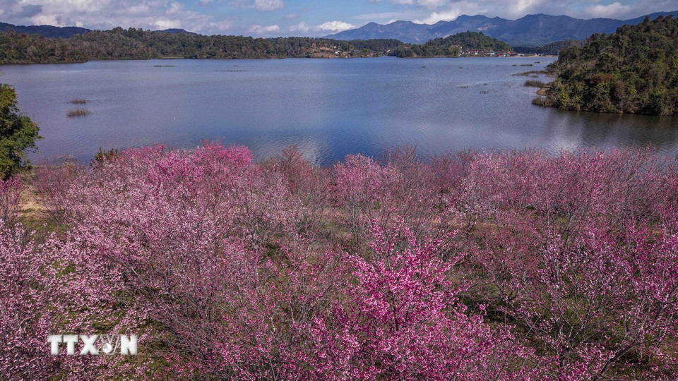 Vườn hoa anh đào bung nở rực rỡ soi bóng lòng hồ Pá Khoang. (Ảnh: Xuân Tư/TTXVN)
