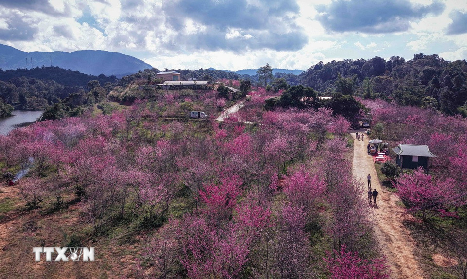 Nhìn từ trên cao, đảo hoa được nhuộm một màu hồng của hoa anh đào. (Ảnh: Xuân Tư/TTXVN)