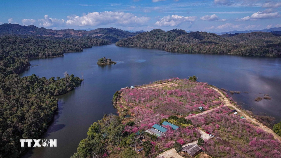 Nhìn từ trên cao, đảo hoa hiện lên như một dải lụa hồng mềm mại, nổi bật giữa mặt hồ xanh biếc của hồ Pá Khoang. (Ảnh: Xuân Tư/TTXVN)