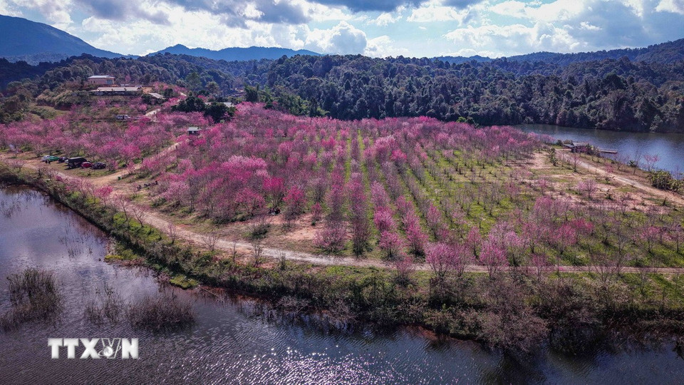Từ trên cao, vườn anh đào được quy hoạch thành từng hàng, hài hòa với cảnh quan thiên nhiên hồ Pá Khoang. (Ảnh: Xuân Tư/TTXVN)