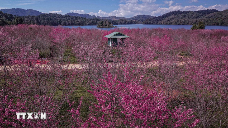 Sắc hoa anh đào hòa quyện với mặt hồ phẳng lặng và núi rừng bao quanh. (Ảnh: Xuân Tư/TTXVN)