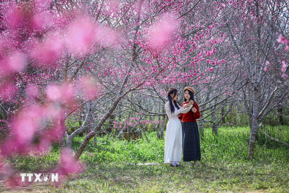 Các bạn trẻ check in với vườn hoa anh đào. (Ảnh: Xuân Tư/TTXVN)