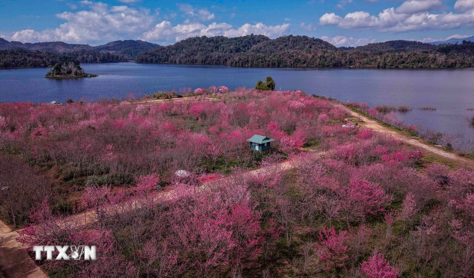 Khung cảnh quyến rũ của đảo hoa mùa anh đào khoe sắc. (Ảnh: Xuân Tư/TTXVN)