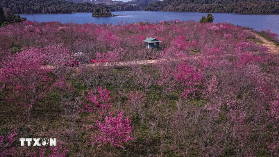 Sắc hoa anh đào hòa quyện với mặt hồ phẳng lặng và núi rừng bao quanh. (Ảnh: Xuân Tư/TTXVN)