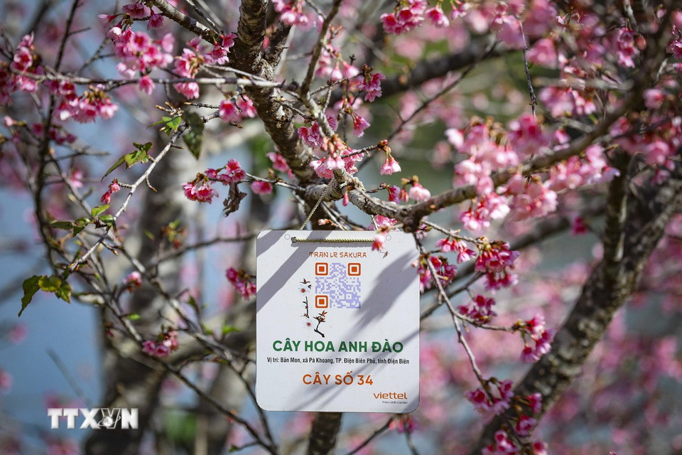 Những cây anh đào Sakura được gắn mã QR. (Ảnh: Xuân Tư/TTXVN)