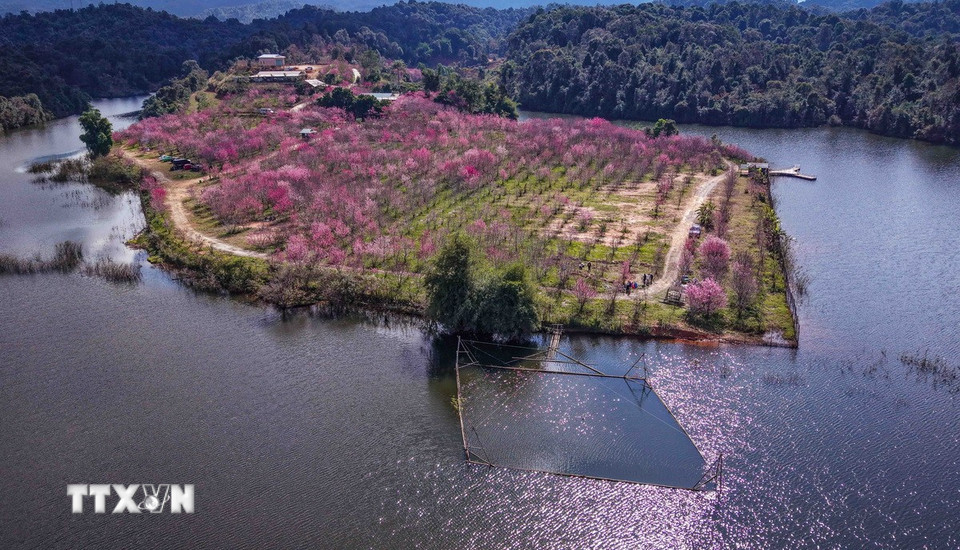 Sắc hồng của hoa anh đào nổi bật trên nền xanh của cỏ cây, núi rừng bao quanh hồ Pá Khoang. (Ảnh: Xuân Tư/TTXVN)