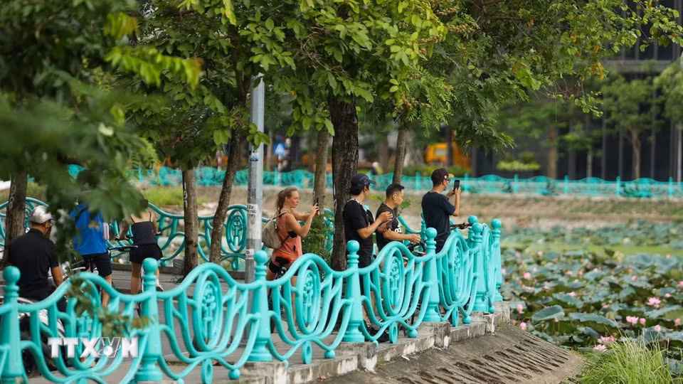 Du khách lưu lại những hình ảnh khi mùa sen đang vào độ rực rỡ nhất. (Ảnh: Tiến Long/TTXVN phát)