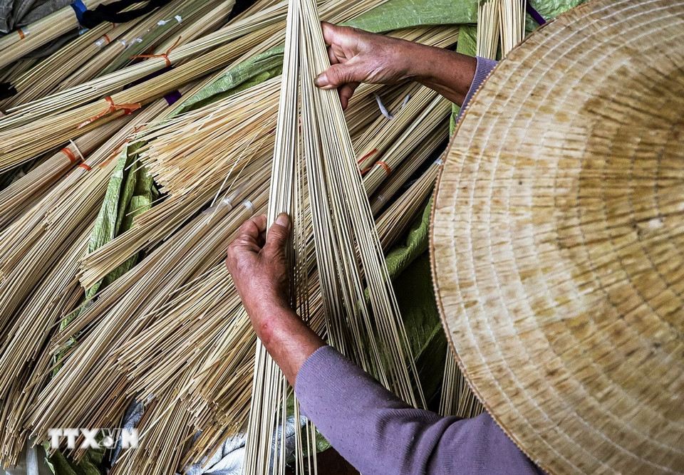 Cật nứa là nguyên liệu tạo nên các vòng nón. Mỗi chiếc nón làng Chuông có 16 vòng, gồm 15 vòng làm từ cật nứa và một vòng tre làm vành. (Ảnh: Vân Chi/TTXVN phát)