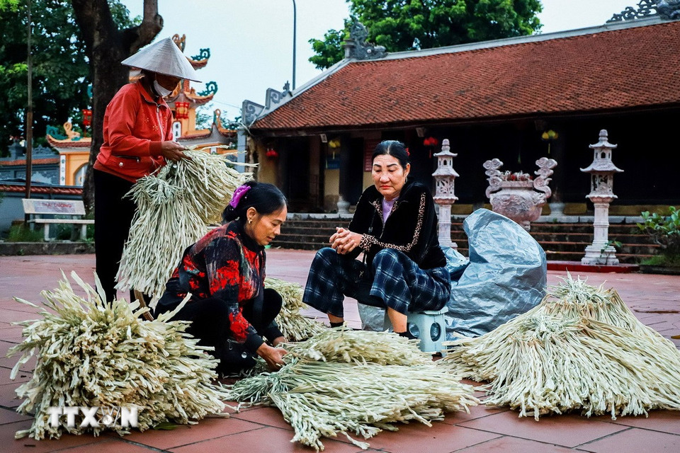 Lá lụi được thu hái từ Thanh Hóa, Hà Tĩnh, xử lý qua công đoạn vò cát, phơi nắng 2-3 ngày đến khi chuyển màu trắng bạc, mềm và dễ ép. Sau đó, lá được bó thành chùm 50-100 cành, giá từ 65.000-200.000 đồng tùy chất lượng. (Ảnh: Vân Chi/TTXVN phát)