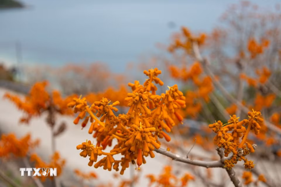 Hoa ngô đồng trên đảo Cù Lao Chàm khoe sắc đỏ cam rực rỡ. (Ảnh: Xuân Quý/TTXVN)
