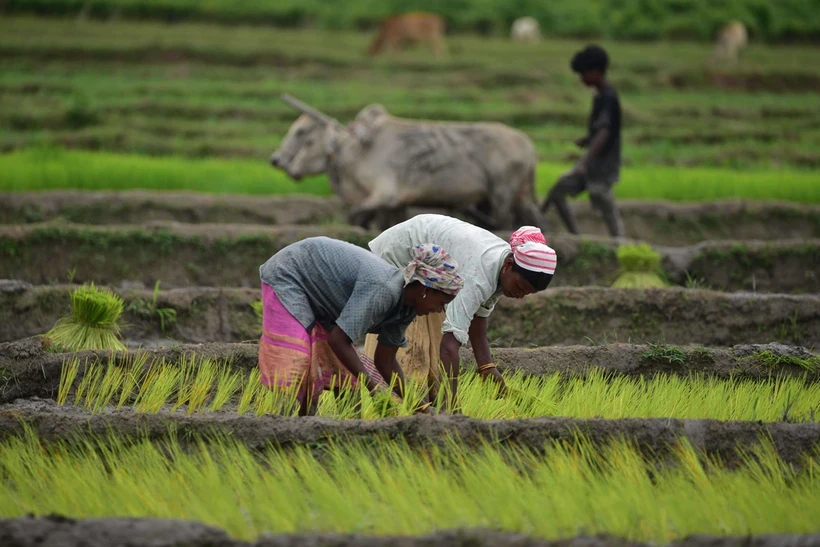 Nông dân trồng lúa trên cánh đồng ở Nagaon, bang Assam, Ấn Độ, ngày 14/7/2024. Ảnh: THX/TTXVN