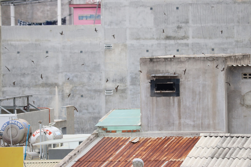 Một nhà nuôi chim yến trong khu vực dân cư phường Mỹ Bình (thành phố Phan Rang-Tháp Chàm, Ninh Thuận). (Ảnh: Nguyễn Thành/TTXVN)