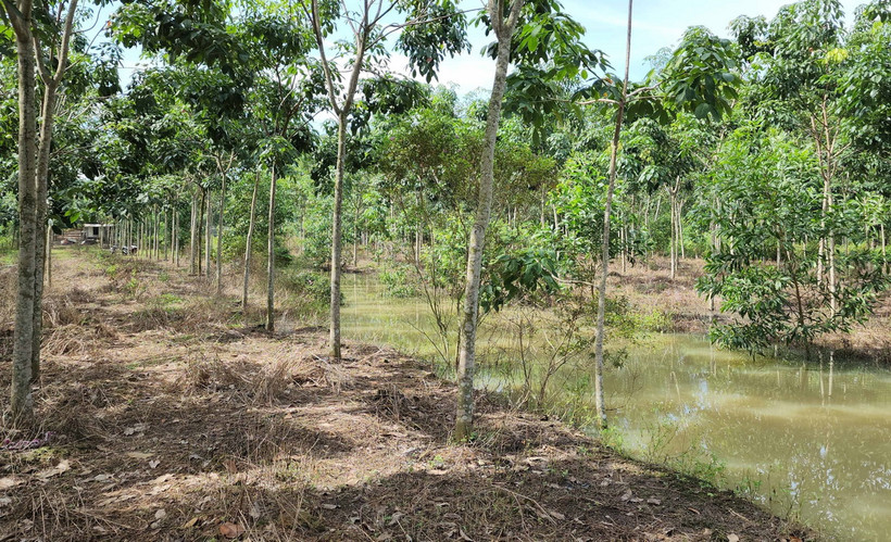 Khu vực Bàu Dên Dên có tên trên bản đồ đất công năm 1998 nhưng nay đã trở thành vườn cao su của một số cá nhân. (Ảnh: Đậu Tất Thành/TTXVN)