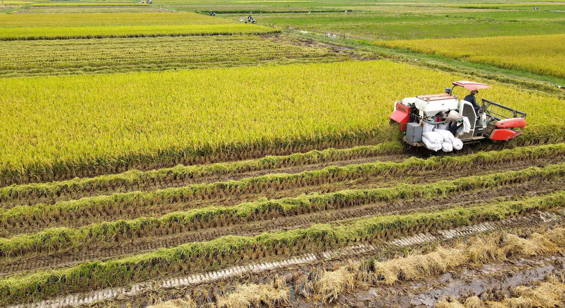 Thu hoạch lúa mùa tại Hợp tác xã sản xuất kinh doanh nông sản Quang Lanh (Kiến Xương, Thái Bình). (Ảnh: Thế Duyệt/TTXVN)