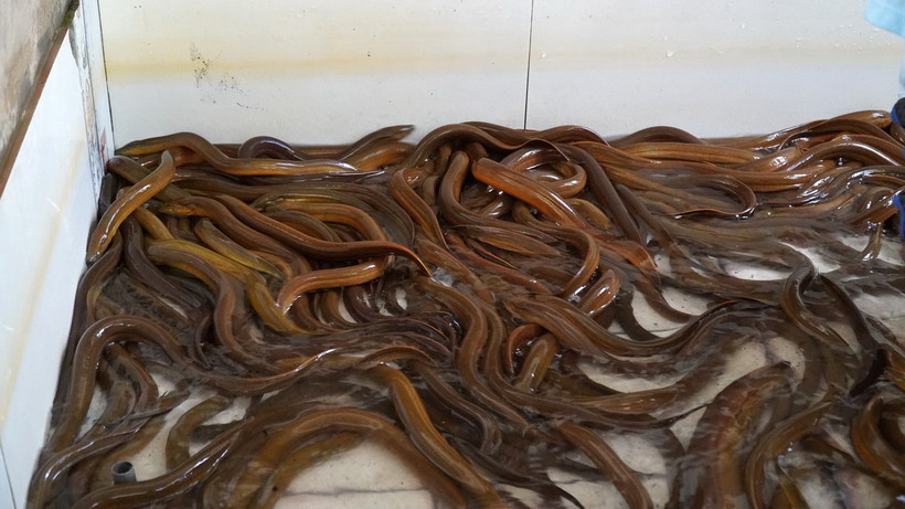 Mô hình nuôi lươn tại Kiên Giang. (Ảnh: Văn Sĩ/TTXVN)