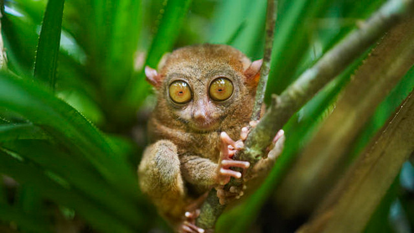 Ảnh minh họa. (Nguồn: CBS News)