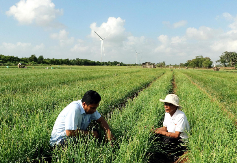 Hàng trăm hộ dân thị xã Vĩnh Châu được hỗ trợ nhà ở, đất ở, vốn chuyển đổi sản xuất, chuyển đổi ngành nghề nâng cao thu nhập. (Ảnh: Trung Hiếu/TTXVN)