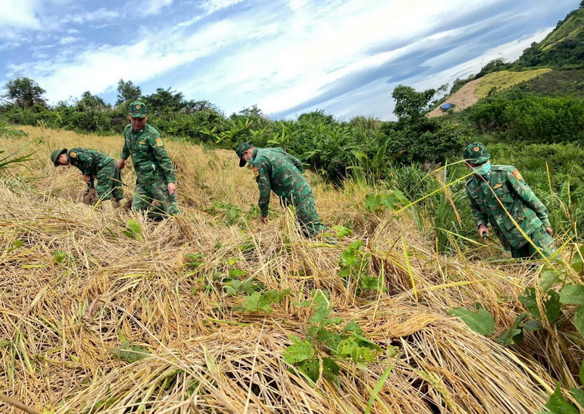 Lực lượng Bộ đội Biên phòng tỉnh Quảng Nam giúp dân gặt lúa phòng chống bão số 6. (Ảnh: Trần Tĩnh/TTXVN)