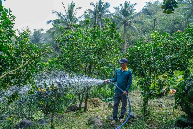 Anh Nguyễn Hữu Hạnh tưới nước cho vườn quýt hồng trên núi Cấm, xã An Hảo, huyện Tịnh Biên, tỉnh An Giang bằng hệ thống bơm sử dụng năng lượng mặt trời.