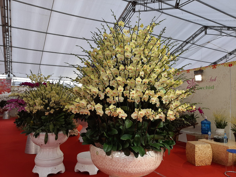 Lan Hồ Điệp được bày bán trên cửa hàng hoa phố Lạc Long Quân. (Ảnh: Phương Anh/TTXVN) 