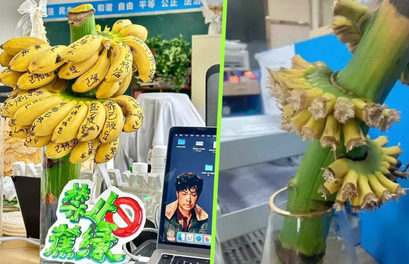 Nhiều nhân viên văn phòng trẻ ở Trung Quốc đã mua những buồng chuối còn xanh, cắm trong bình nước và chờ chín với mong muốn xua tan căng thẳng, mệt mỏi. (Nguồn: Xiaohongshu)